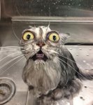 funny-wet-cats-coverimage.jpg