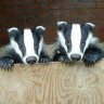 Badgers?