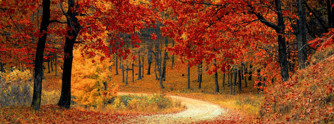 Fall-Season-With-Red-Leaves-Feature_b.jpg